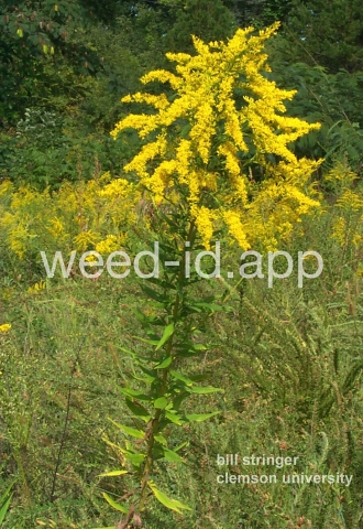 goldenrod, tall